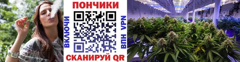 где найти наркотики  Новоалександровск  Бошки марихуана планчик 